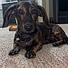 dog, brindle, lying_down, carpet, indoor, portrait, floppy_ears, collar, dog_tag, brown_coat, black_nose, paws, pet, living_room, kitchen, microwave, television, floor, alert, photography