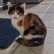 Laïka a rejoint le concours — aidez-le/la à gagner de superbes lots ! calico_cat, kitten, pet_bed, indoor, tile_floor, mat, pet_gate, feline, fur, animal, young_cat, curious, sitting, home, domestic, cozy, cute, small, whiskers, ears