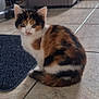 calico_cat, kitten, pet_bed, indoor, tile_floor, mat, pet_gate, feline, fur, animal, young_cat, curious, sitting, home, domestic, cozy, cute, small, whiskers, ears