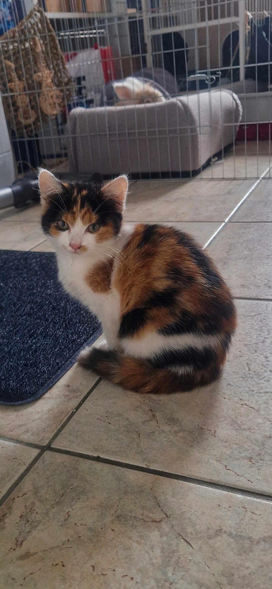 Laïka a rejoint le concours — aidez-le/la à gagner de superbes lots ! calico_cat, kitten, pet_bed, indoor, tile_floor, mat, pet_gate, feline, fur, animal, young_cat, curious, sitting, home, domestic, cozy, cute, small, whiskers, ears