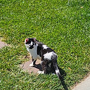 Benjamin joined the competition — help win amazing prizes! cat, black_and_white, grass, outdoor, sunlight, shadow, sidewalk, animal, pet, nature, daylight, walking, fur, whiskers, tail, mammal, looking_away, alert, small_animal, domestic