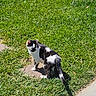 cat, black_and_white, grass, outdoor, sunlight, shadow, sidewalk, animal, pet, nature, daylight, walking, fur, whiskers, tail, mammal, looking_away, alert, small_animal, domestic