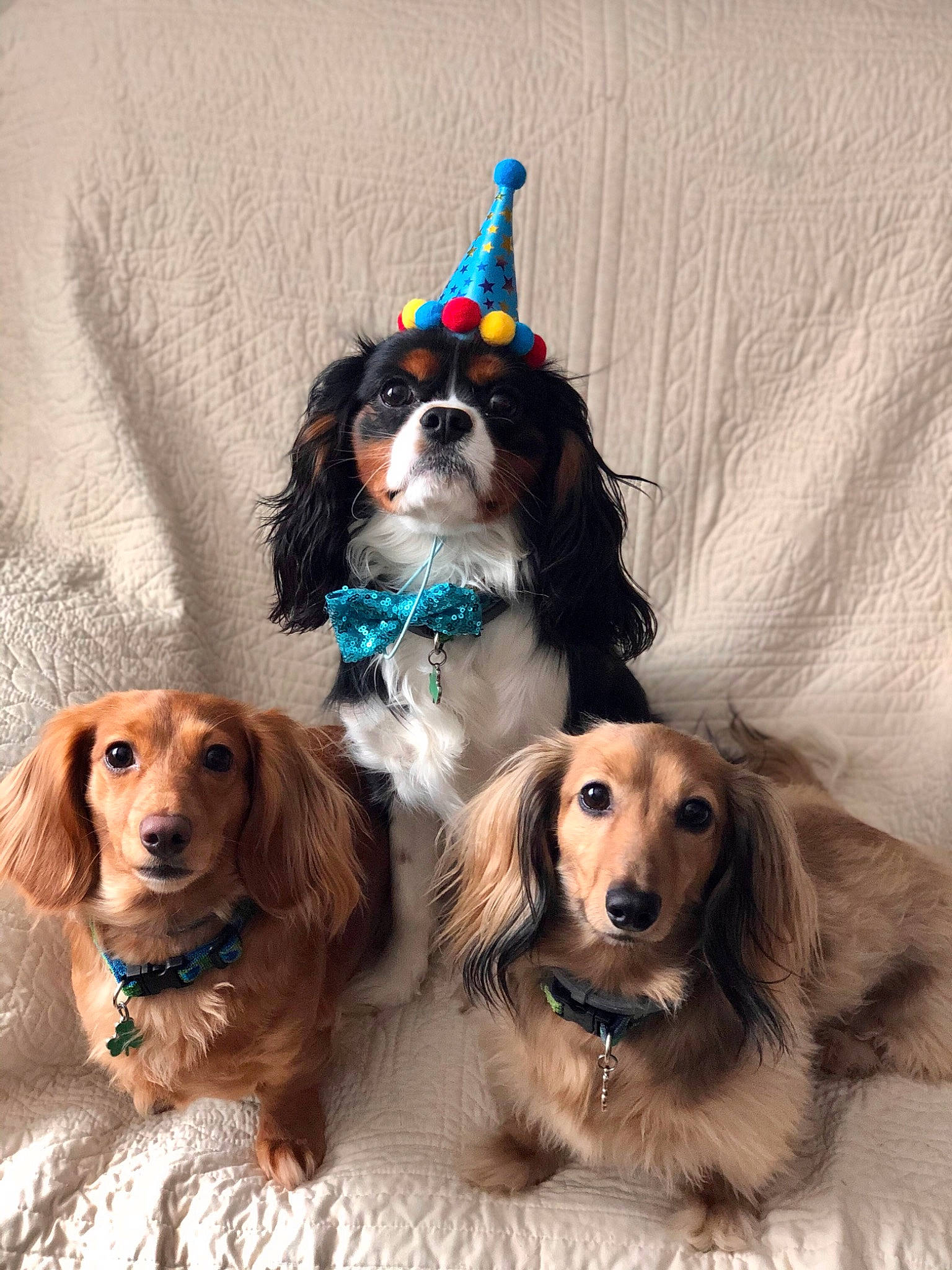 Finnigan is registered to the contest to win money with this photo: blue, canidae, carnivore, collar, companion_dog, dog, dog_breed, dog_collar, dog_supply, fashion_accessory, fawn, fur, liver, pet_supply, rectangle, snout, sporting_group, sunglasses, white, working_animal