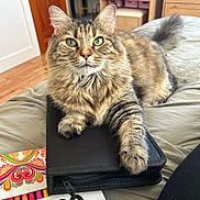 Nova is registered to the contest to win money with this photo: animal, art_supplies, bed, blanket, cat, color_pencils, cozy, door, drawer, feline, fur, furniture, green_eyes, indoor, pet, relaxed, tabby, whiskers, wooden_floor, zippered_case
