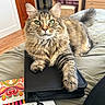 animal, art_supplies, bed, blanket, cat, color_pencils, cozy, door, drawer, feline, fur, furniture, green_eyes, indoor, pet, relaxed, tabby, whiskers, wooden_floor, zippered_case