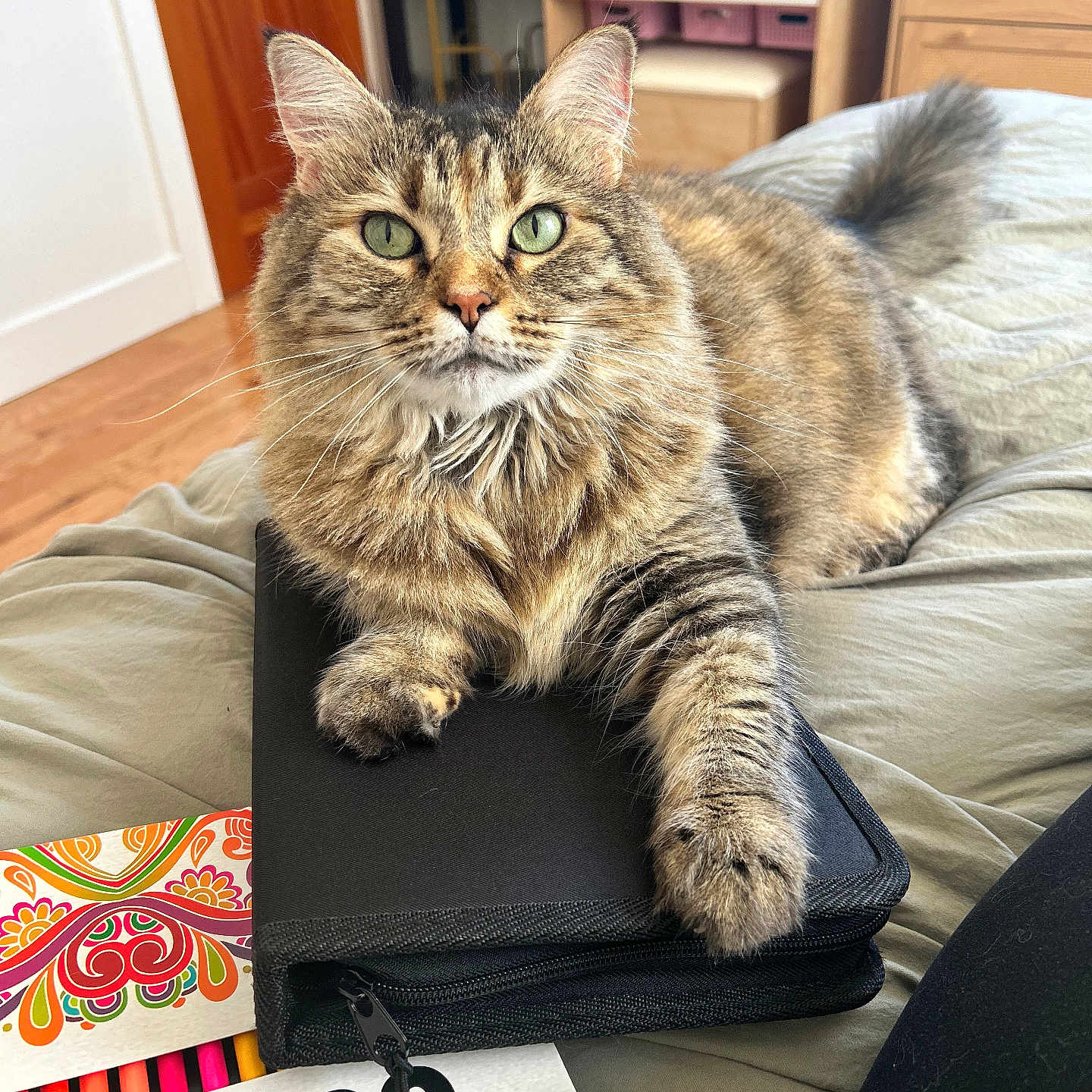 Nova is registered to the contest to win money with this photo: animal, art_supplies, bed, blanket, cat, color_pencils, cozy, door, drawer, feline, fur, furniture, green_eyes, indoor, pet, relaxed, tabby, whiskers, wooden_floor, zippered_case