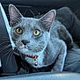 Concrete joined the competition — help win amazing prizes! cat, feline, grey_cat, yellow_eyes, whiskers, collar, bell, pet, in_car, car_interior, seat, steering_wheel, human_arm, watch, portrait, close_up, fur, ears, nose, passenger