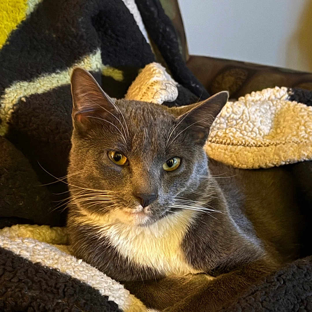 Concrete joined the competition — help win amazing prizes! cat, gray_cat, white_chest, whiskers, yellow_eyes, ears, paws, blanket, blanket_texture, cozy, indoor, pet, portrait, close_up, fur, relaxed, sitting, couch, furniture, stare
