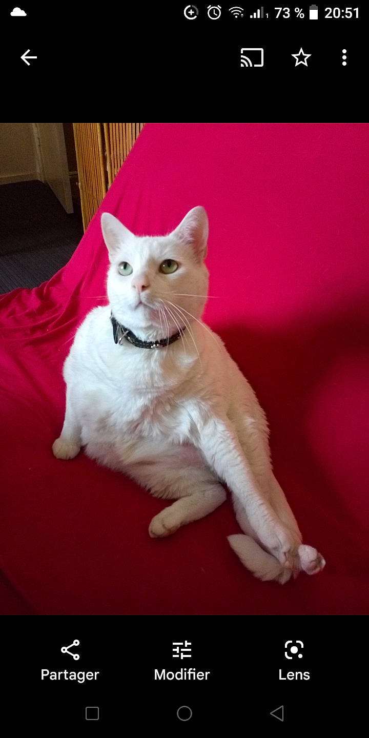 Wiko participe au concours pour gagner de l'argent avec cette photo : carmine, carnivore, cat, comfort, domestic_short_haired_cat, eye, fawn, felidae, font, foot, fur, magenta, paw, photo_caption, sitting, small_to_medium_sized_cats, snout, tail, whiskers