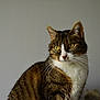 Sockette a rejoint le concours — aidez-le/la à gagner de superbes lots ! aegean_cat, american_wirehair, carnivoran, cat, cat_like_mammal, domestic_short_haired_cat, dragon_li, european_shorthair, fauna, fur, mammal, small_to_medium_sized_cats, snout, tabby_cat, whiskers
