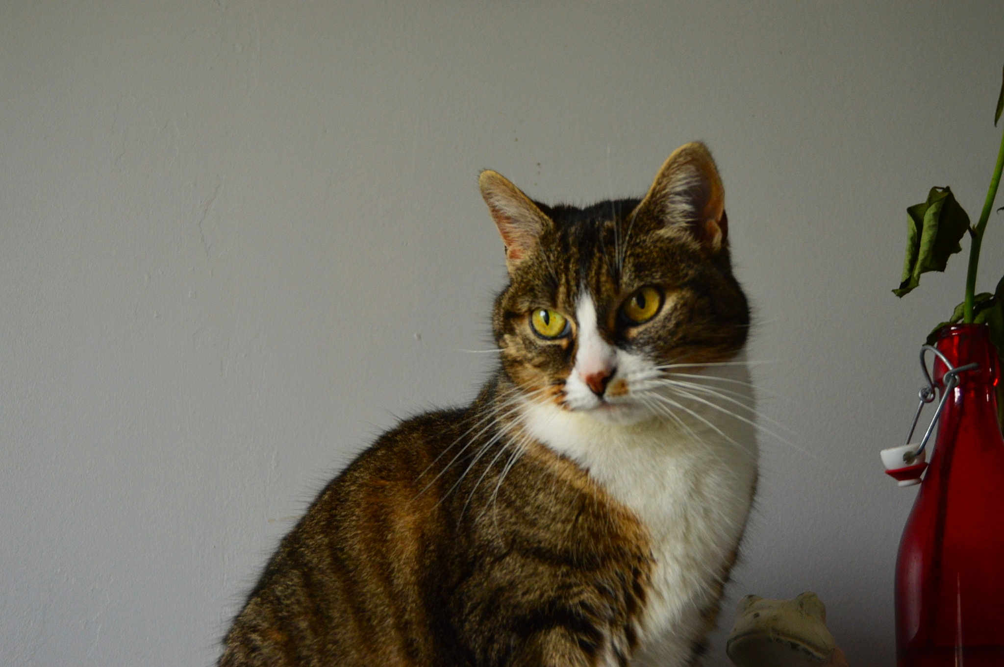 Sockette a rejoint le concours — aidez-le/la à gagner de superbes lots ! aegean_cat, american_wirehair, carnivoran, cat, cat_like_mammal, domestic_short_haired_cat, dragon_li, european_shorthair, fauna, fur, mammal, small_to_medium_sized_cats, snout, tabby_cat, whiskers