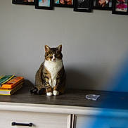 Sockette participe au concours pour gagner de l'argent avec cette photo : carnivoran, cat, cat_like_mammal, furniture, kitten, mammal, small_to_medium_sized_cats, table, whiskers