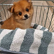 Martine Etasse a rejoint le concours — aidez-le/la à gagner de superbes lots ! adorable, animal, basket, brown_fur, closeup, curious, cute, dog, domestic_animal, fluffy, head_tilt, indoor, looking, metal_basket, pet, puppy, small_dog, striped_towel, towel, young_dog