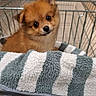 adorable, animal, basket, brown_fur, closeup, curious, cute, dog, domestic_animal, fluffy, head_tilt, indoor, looking, metal_basket, pet, puppy, small_dog, striped_towel, towel, young_dog