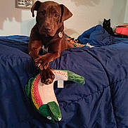 Ladybug joined the competition — help win amazing prizes! dog, brown_dog, black_cat, plush_toy, fish_toy, blue_blanket, indoor, pet, animal, bed, crossed_paws, curious_cat, cozy, playful, furniture, home, wall_decor, collar, houseplant, relaxed