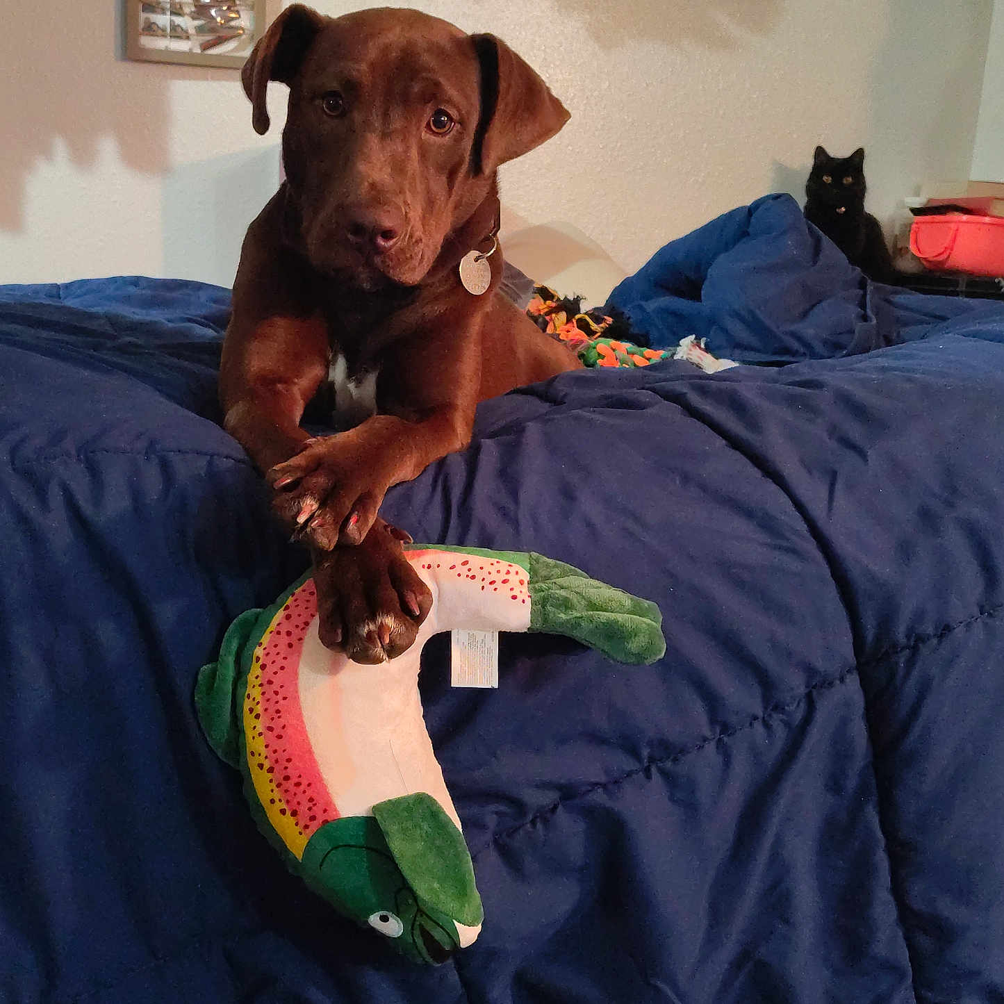 Ladybug joined the competition — help win amazing prizes! dog, brown_dog, black_cat, plush_toy, fish_toy, blue_blanket, indoor, pet, animal, bed, crossed_paws, curious_cat, cozy, playful, furniture, home, wall_decor, collar, houseplant, relaxed