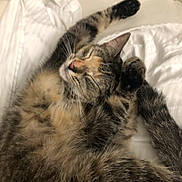 Bean joined the competition — help win amazing prizes! cat, tabby, sleeping, relaxed, fur, whiskers, paws, bed, blanket, cozy, indoor, pet, animal, cute, resting, feline, soft, domestic, closeup, peaceful