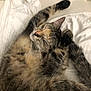 cat, tabby, sleeping, relaxed, fur, whiskers, paws, bed, blanket, cozy, indoor, pet, animal, cute, resting, feline, soft, domestic, closeup, peaceful