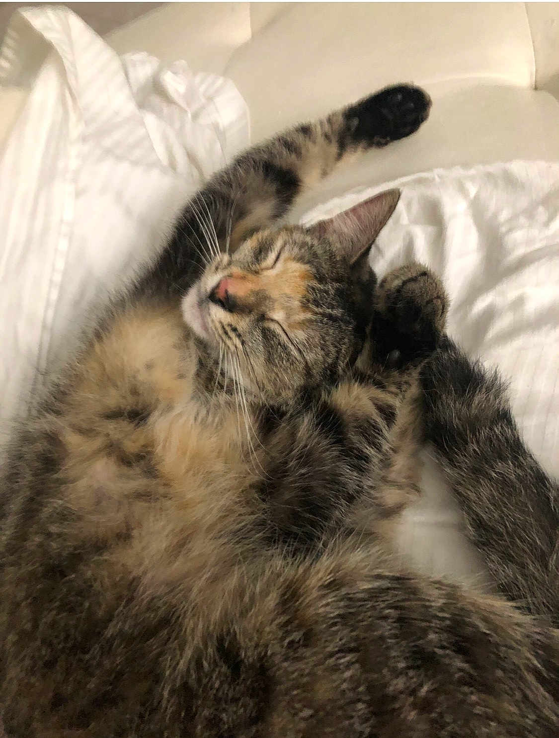 Bean