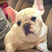 Cocoa is registered to the contest to win money with this photo: french_bulldog, dog, pet, animal, cute, portrait, indoor, couch, relaxed, white_coat, ears, paw, snout, fur, closeup, companion, domestic, mammal, friendly, house