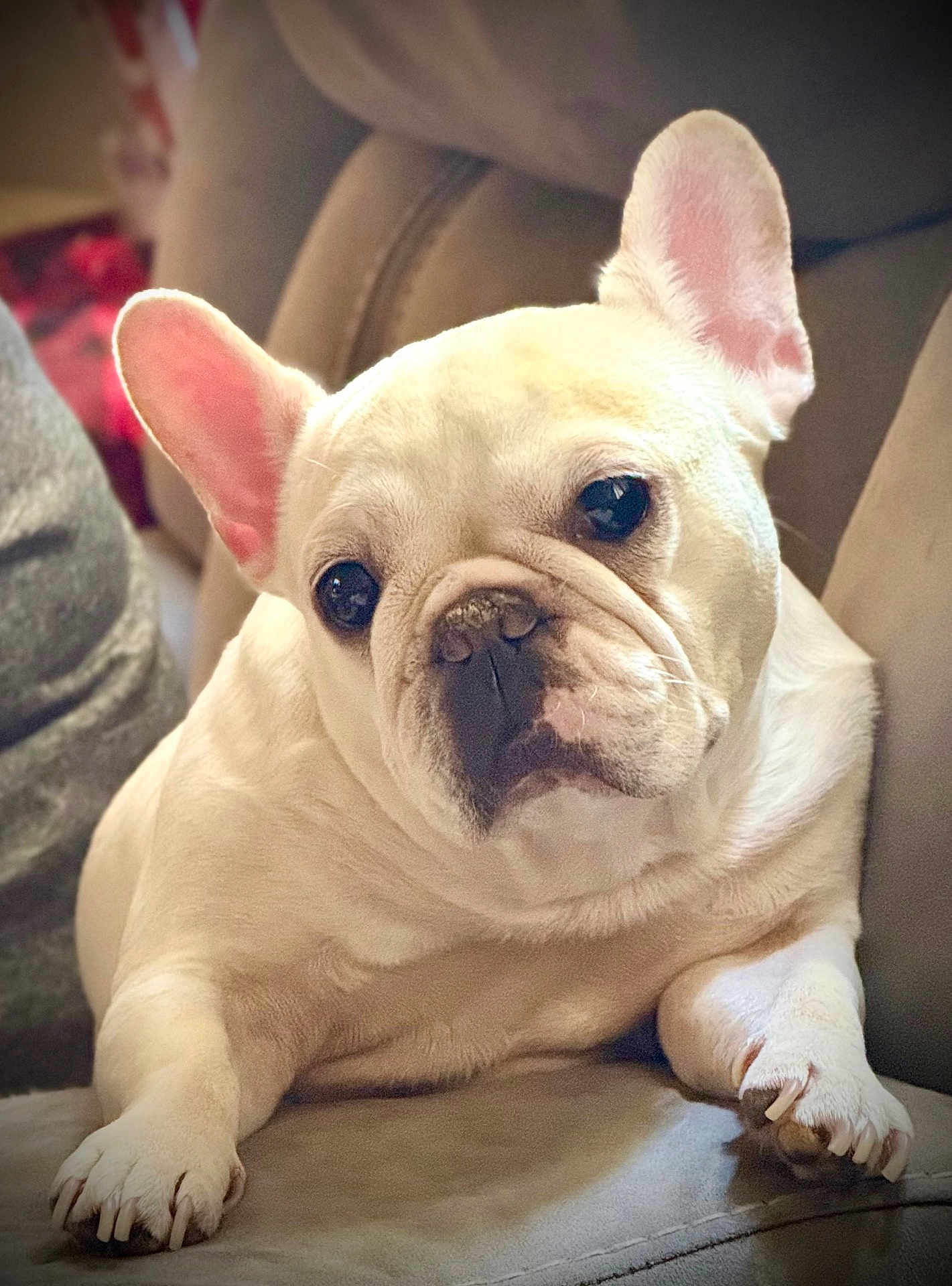 Cocoa