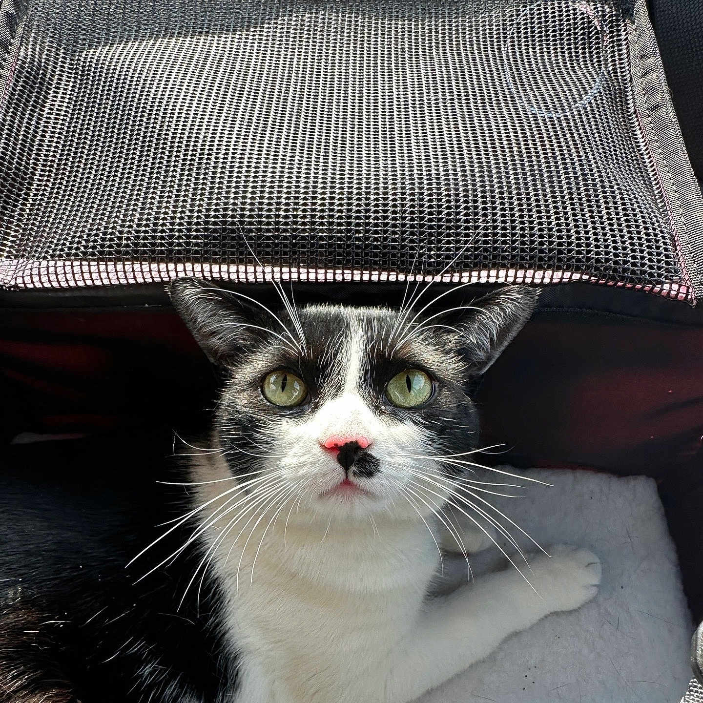 Mochi Bear is registered to the contest to win money with this photo: animal, black_and_white, carrier, cat, closeup, cozy, cute, domestic_cat, fur, green_eyes, indoor, looking_up, mesh, nose, pet, pet_carrier, portrait, resting, sunlight, whiskers