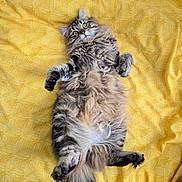 Zéphyr participe au concours pour gagner de l'argent avec cette photo : animal, cat, cute, fluffy, fur, green_eyes, indoor, lying_down, mammal, patterned_blanket, paw, pet, playful, relaxed, resting, soft, tabby_cat, tail, whiskers, yellow_blanket