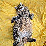 animal, cat, cute, fluffy, fur, green_eyes, indoor, lying_down, mammal, patterned_blanket, paw, pet, playful, relaxed, resting, soft, tabby_cat, tail, whiskers, yellow_blanket