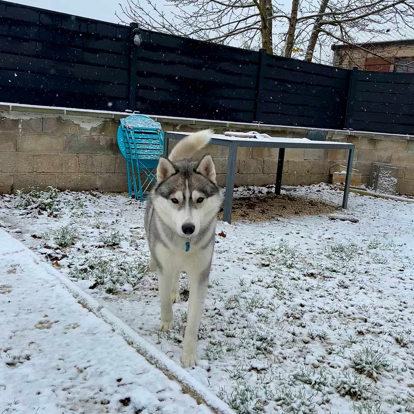 Tchaïn participe au concours pour gagner de l'argent avec cette photo : animal, backyard, canine, dog, eskimodog, husky, nature, outdoors, person, pet, puppy, racket, sitting, snow, sport, tennis, tennisracket, walkingdog, winter, yard