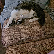 Lucie is registered to the contest to win money with this photo: animal, blanket, cat, couch, cozy, curious, feline, fur, home, indoor, paw, pet, relaxing, resting, stretching, tabby, tail, texture, upside_down, whiskers