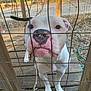 Pua is registered to the contest to win money with this photo: animal, close_up, curious, daytime, dog, ears, fence, grass, nose, outdoor, pet, standing, stick, tail, vehicle, white_dog, wire_fence, wooden_deck, yard, yellow_car