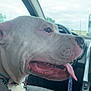 Pua joined the competition — help win amazing prizes! animal, canine, car_interior, close_up, cloudy, collar, dashboard, dog, front_seat, paw, pet, relaxed, resting, seat, sky, steering_wheel, tongue_out, transportation, white_dog, window