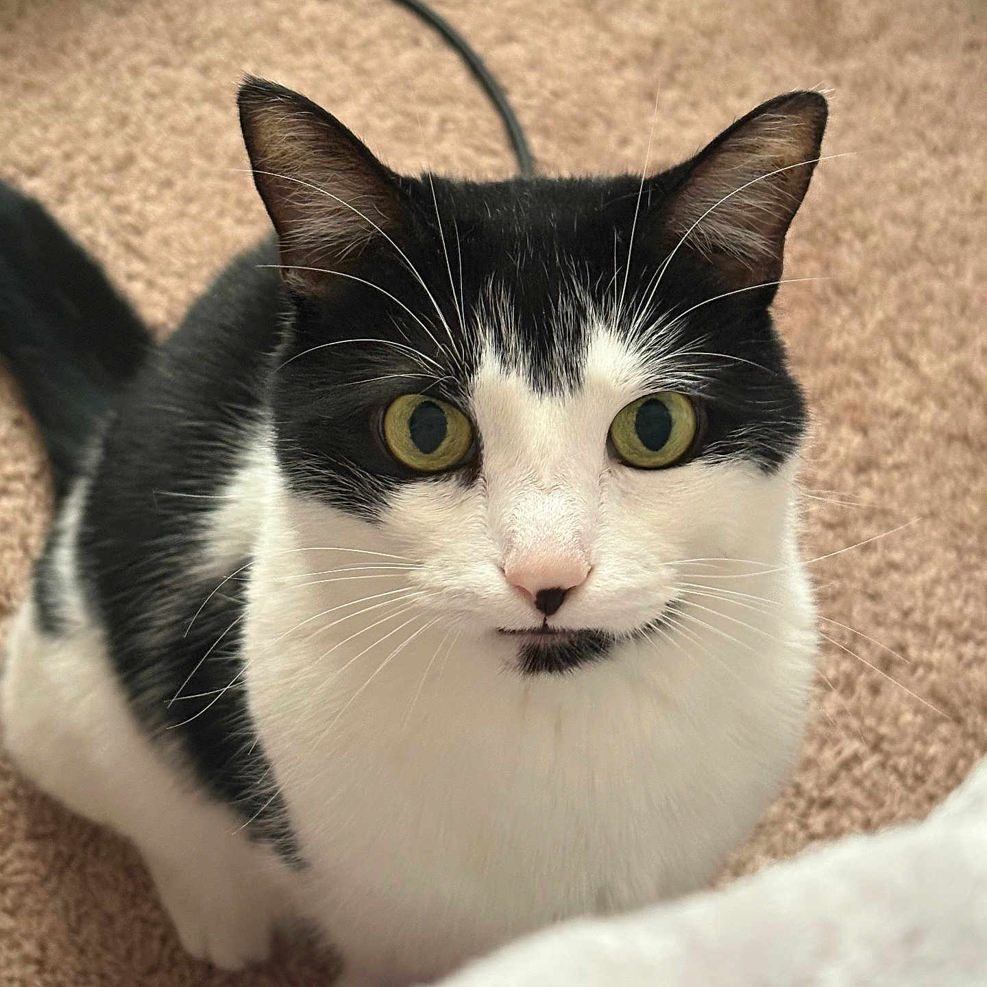 Scarlett joined the competition — help win amazing prizes! cat, black_and_white, yellow_eyes, whiskers, carpet, indoor, pet, feline, curious, sitting, close_up, animal, fur, ears, face, looking, domestic_cat, cute, tail
