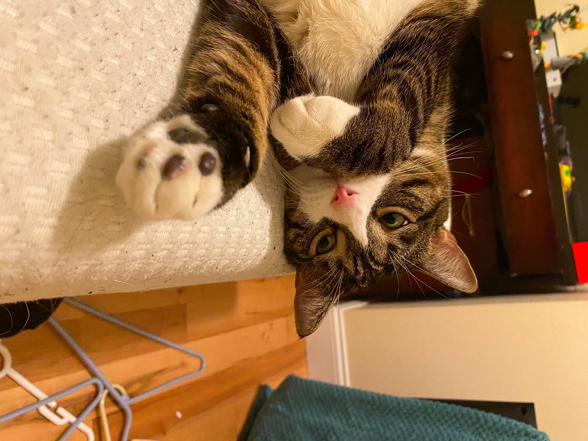 Misty joined the competition — help win amazing prizes! art, carnivore, cat, claw, comfort, domestic_short_haired_cat, fawn, felidae, fur, paw, room, shelf, small_to_medium_sized_cats, tail, visual_arts, whiskers, wood