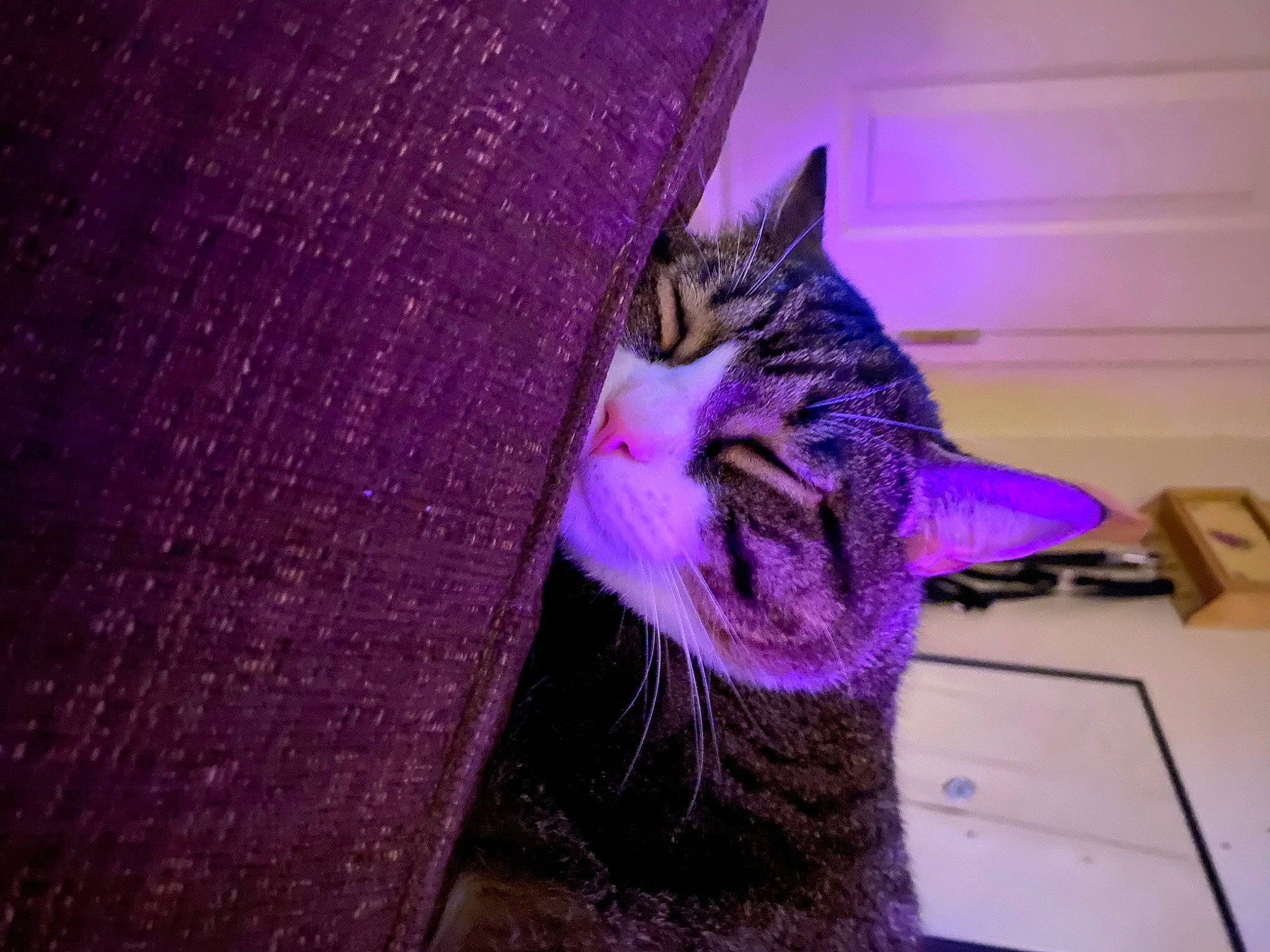 Misty joined the competition — help win amazing prizes! carnivore, cat, domestic_short_haired_cat, felidae, flooring, fur, hardwood, magenta, paw, plant, purple, small_to_medium_sized_cats, snout, tail, violet, whiskers, wood