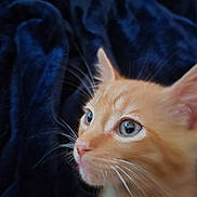Mufasa joined the competition — help win amazing prizes! cat, kitten, orange_cat, close_up, whiskers, fur, pet, animal, cute, curious, portrait, indoor, soft_light, blue_background, feline, young_animal, mammal, eyeball, head, ears