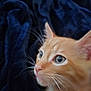 animal, blue_background, cat, close_up, curious, cute, ears, eyeball, feline, fur, head, indoor, kitten, mammal, orange_cat, pet, portrait, soft_light, whiskers, young_animal