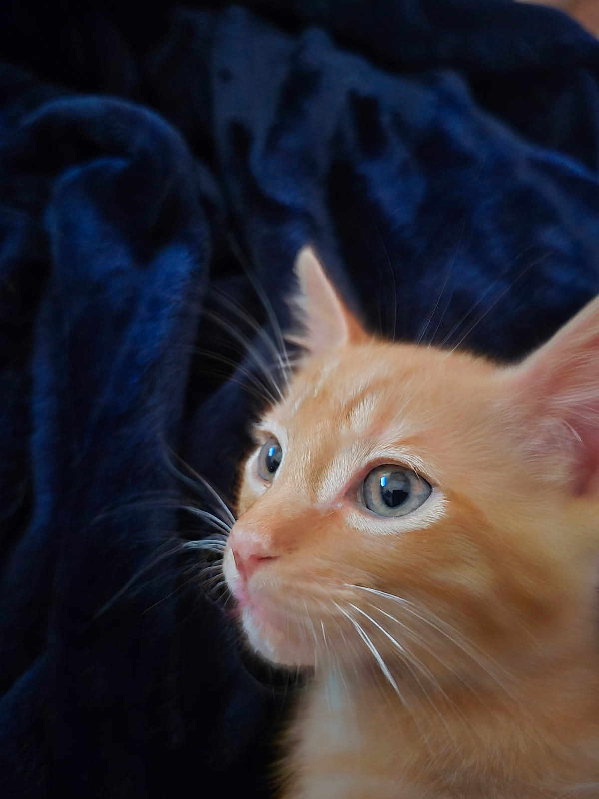 Mufasa