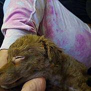 Theodore is registered to the contest to win money with this photo: puppy, dog, sleeping, lap, person, arm, hand, pink_shirt, tie_dye, fabric, couch, close_up, pet, fur, nose, whiskers, resting, sleepy, indoor, cuddling