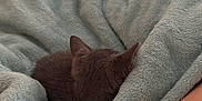 Luveah joined the competition — help win amazing prizes! cat, gray_cat, sleeping, blanket, plush_blanket, soft_texture, cozy, curled_up, pet, animal, indoor, resting, ears, fur, comfort, relaxation, closeup, peaceful, quiet, nap