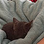 cat, gray_cat, sleeping, blanket, plush_blanket, soft_texture, cozy, curled_up, pet, animal, indoor, resting, ears, fur, comfort, relaxation, closeup, peaceful, quiet, nap