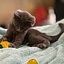 Luveah is registered to the contest to win money with this photo: kitten, gray_cat, toy, blanket, playing, pet, animal, feline, soft_texture, indoor, cute, young, paw, tail, cozy, closeup, focus, relaxed, home, sleepy
