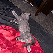 Luveah is registered to the contest to win money with this photo: cat, gray_cat, sleeping, bed, blanket, red_blanket, feline, pet, indoor, carpet, resting, tail, paw, animal, cozy, furniture, home, relaxation, cute, domestic
