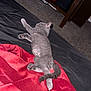 cat, gray_cat, sleeping, bed, blanket, red_blanket, feline, pet, indoor, carpet, resting, tail, paw, animal, cozy, furniture, home, relaxation, cute, domestic