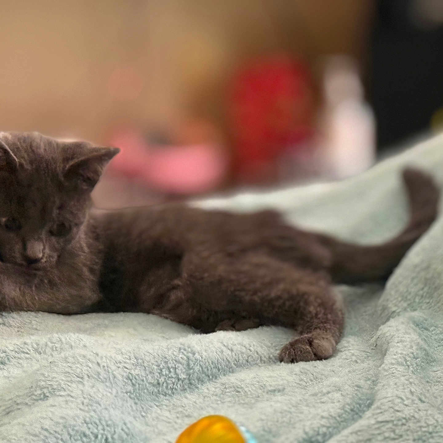 Luveah joined the competition — help win amazing prizes! animal, blanket, closeup, cozy, curious, cute, domestic_cat, feline, fur, gray_cat, indoor, kitten, pet, playful, relaxed, resting, small_animal, soft_texture, toy, young_cat