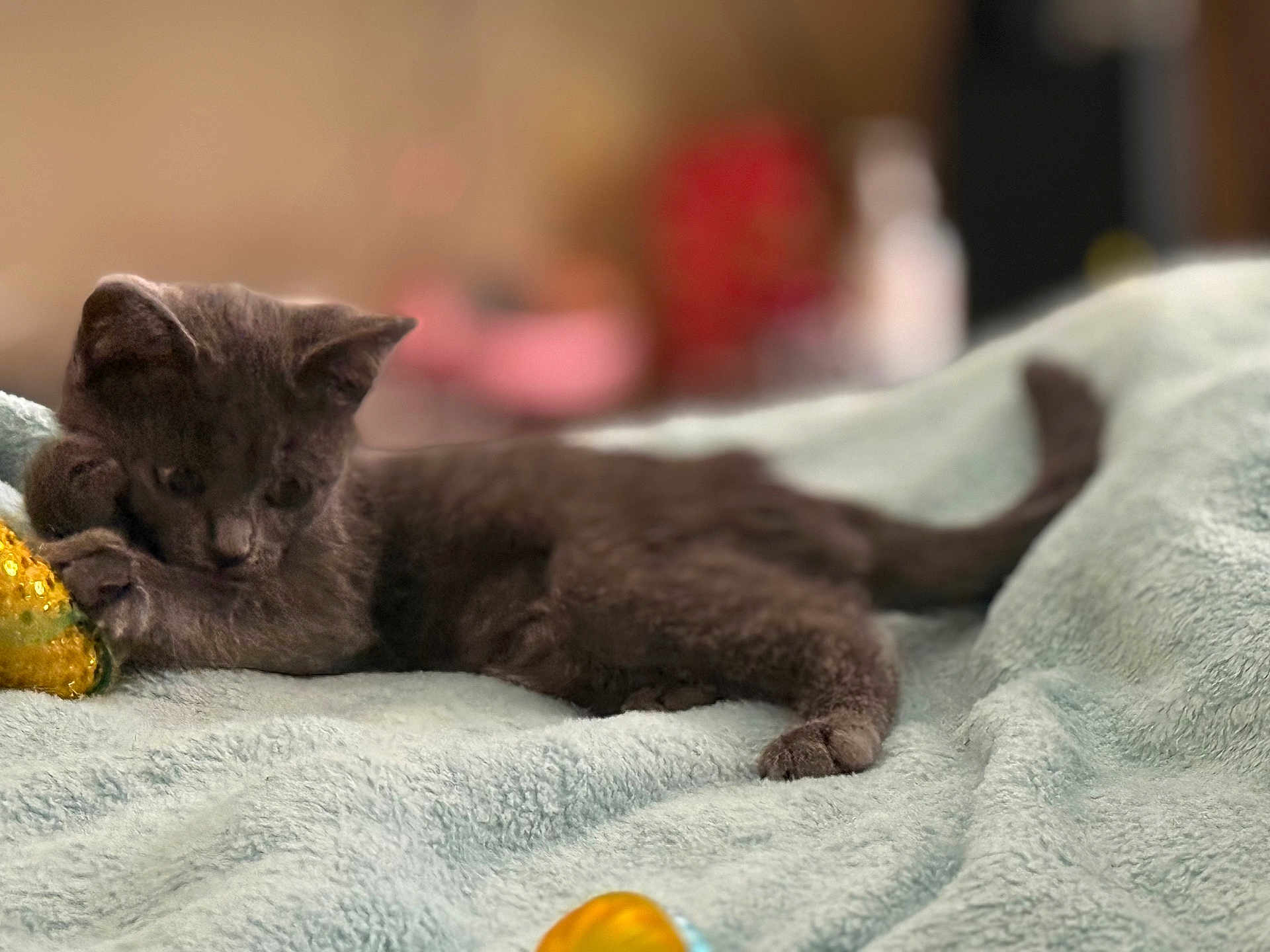 Luveah joined the competition — help win amazing prizes! kitten, gray_cat, toy, blanket, indoor, pet, feline, cute, small_animal, fur, resting, cozy, soft_texture, animal, domestic_cat, playful, curious, closeup, young_cat, relaxed