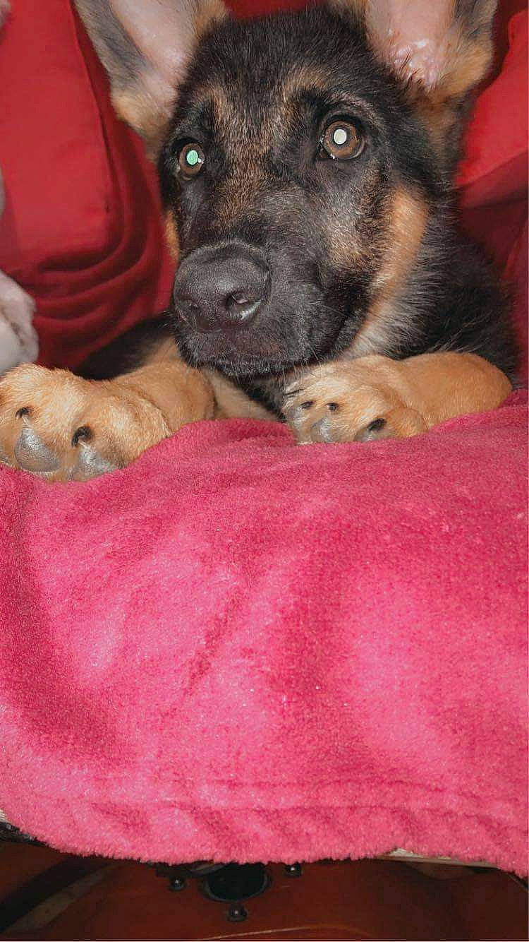 Shadow a rejoint le concours — aidez-le/la à gagner de superbes lots ! canidae, carnivore, comfort, companion_dog, dog, dog_breed, dog_supply, fur, german_shepherd_dog, guard_dog, king_shepherd, linens, magenta, mammal, old_german_shepherd_dog, paw, pink, snout, vertebrate, working_dog
