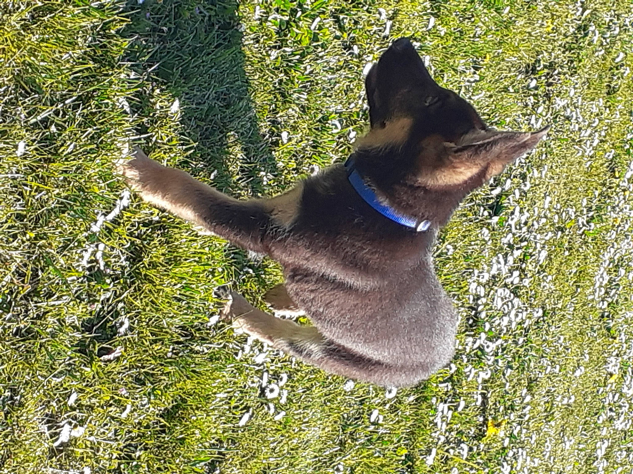 Shadow a rejoint le concours — aidez-le/la à gagner de superbes lots ! canidae, carnivore, collar, dog, dog_breed, dog_supply, electric_blue, fashion_accessory, fawn, felidae, grass, groundcover, pet_supply, shadow, small_to_medium_sized_cats, snout, sporting_group, tail, terrestrial_animal, working_animal