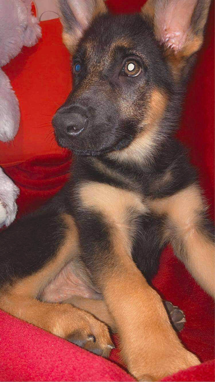 Shadow a rejoint le concours — aidez-le/la à gagner de superbes lots ! canidae, carnivore, companion_dog, dog, dog_breed, fawn, fur, guard_dog, non_sporting_group, pet_supply, puppy, snout, sporting_group, terrestrial_animal, toy_dog, whiskers, working_animal, working_dog