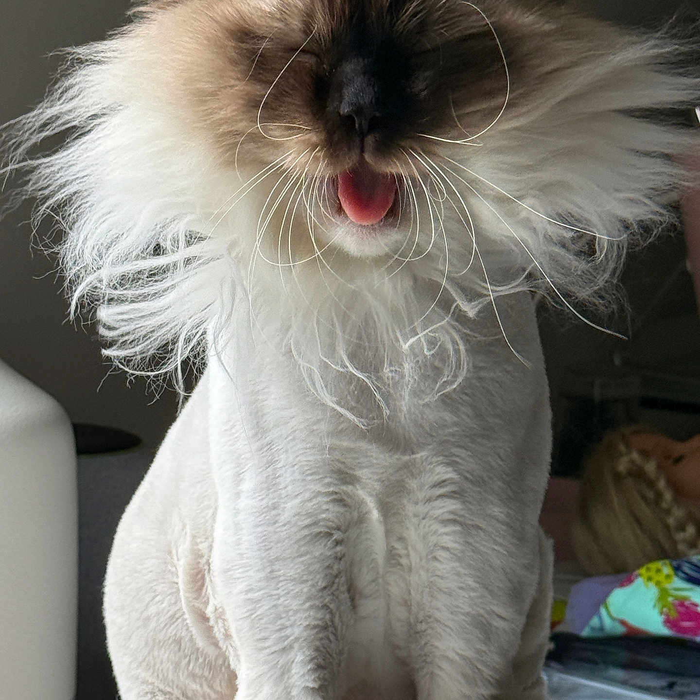 Ruby joined the competition — help win amazing prizes! animal, brown_face, cat, closeup, cute, domestic, feline, fluffy, funny, fur, groomed, indoor, lion_mane, pet, playful, portrait, sitting, tongue_out, whiskers, white_fur